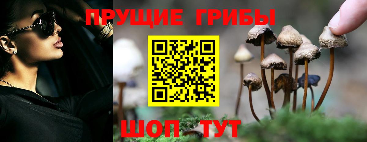 Псилоцибиновые грибы Cubensis Гурьевск